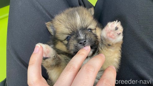 成約済の兵庫県のポメラニアン-311235の2枚目